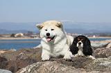 AKITA INU & CAVALIER KING CHARLES 002
